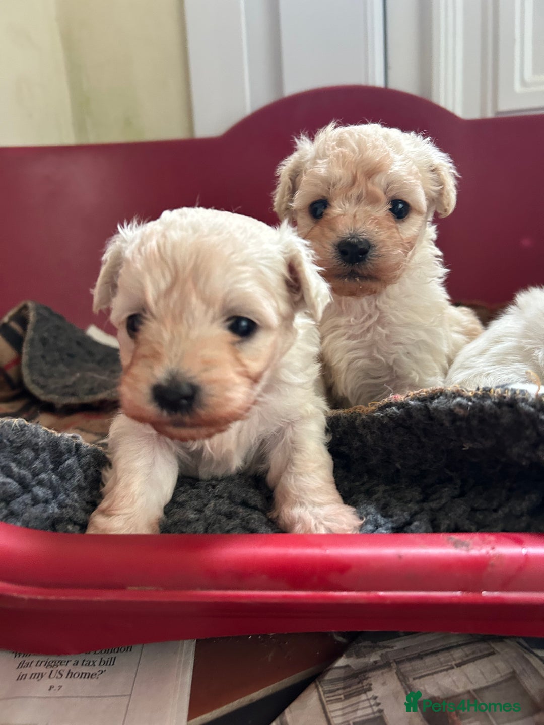 Mixed Breed dogs for sale: Gorgeous Bichon Frise x Maltese Puppies - Image 14