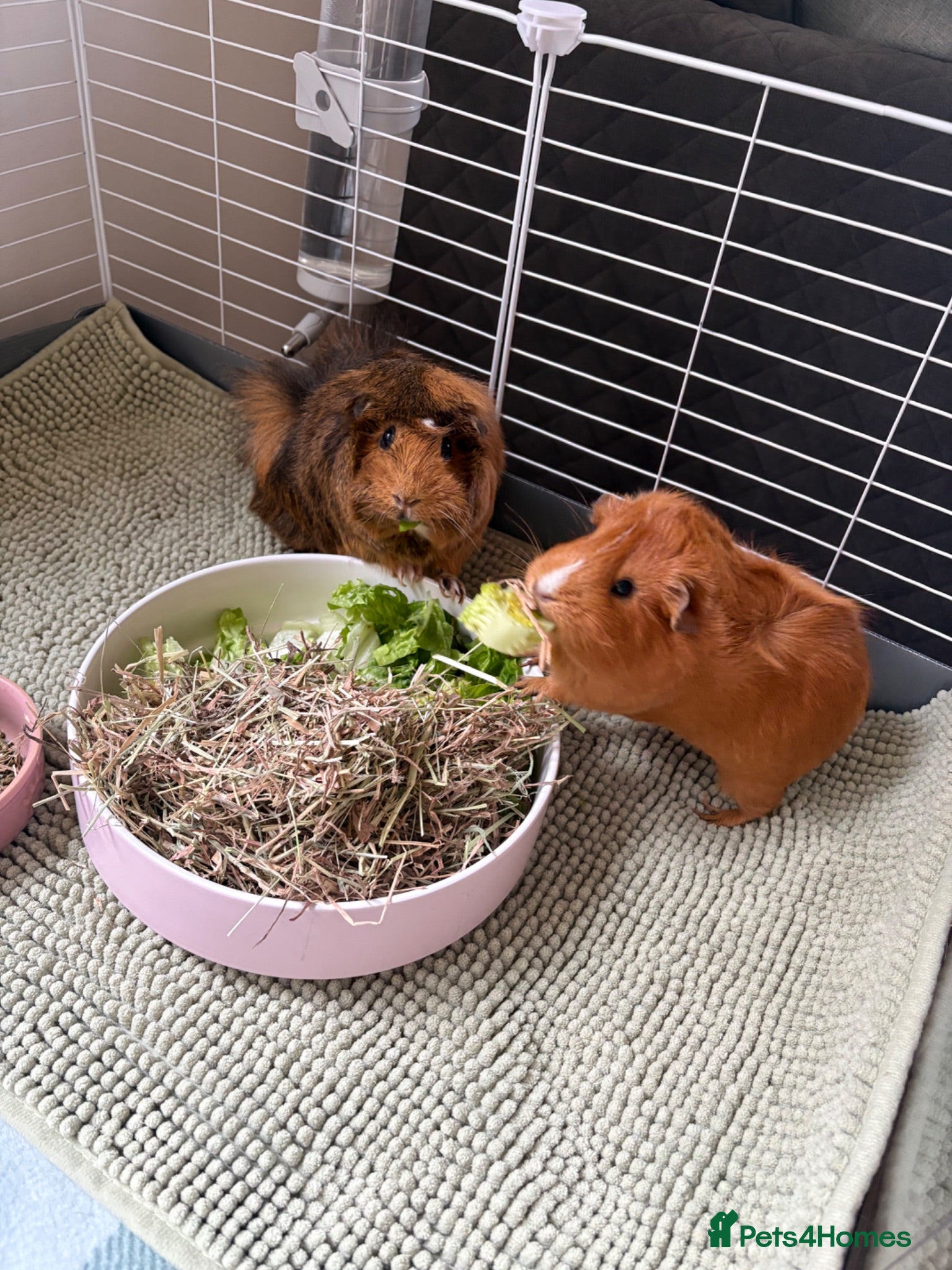 Guinea Pig rodents Two girl guinea pigs 1 year old - Advert 1