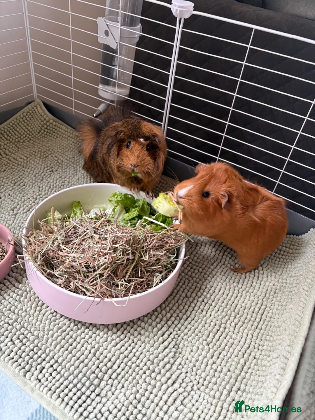 Guinea Pig rodents for sale: Two girl guinea pigs 1 year old in Dorchester - Advert 1