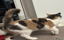 Mixed Breed cats for sale: 1yr 6mnth female cat for sale - Advert 5