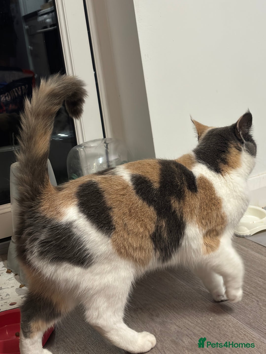 Mixed Breed cats for sale: 1yr 6mnth female cat for sale - Advert 5