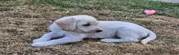 Labradoodle dogs for sale: Labradoodle pups for sale  - Advert 7