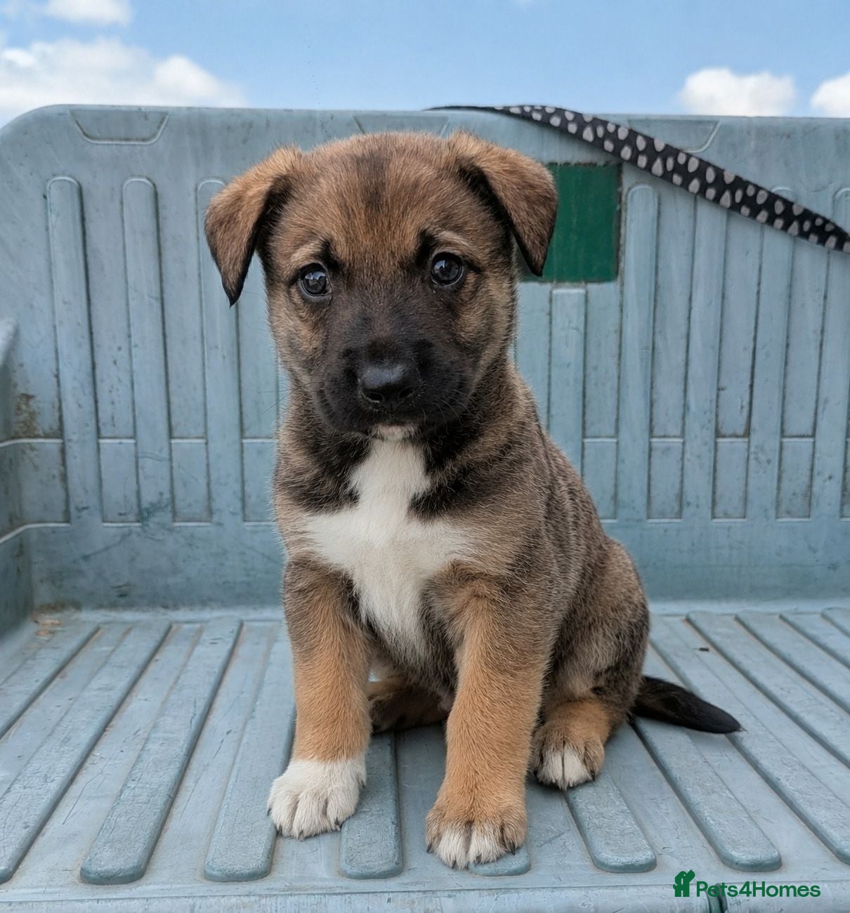 Mixed Breed dogs The most handsome border collie cross - Advert 19