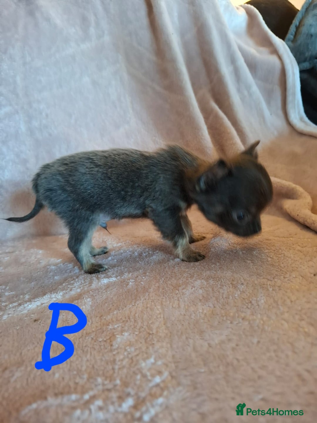 Chihuahua dogs for sale: 3 Tiny Chihuahua Pups Ready to leave  - Advert 11