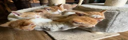 Mixed Breed cats for sale:  mixed litter of playful kittens. - Advert 11