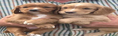 Cocker Spaniel 4