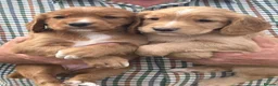 Cocker Spaniel dogs for sale: KC Reg litter of gorgeous Working Cocker Spaniels  - Advert 7