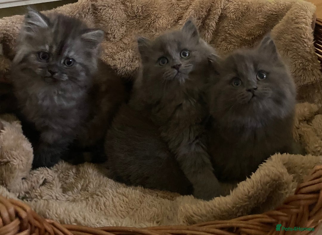 Mixed Breed cats for sale: Beautiful blue/grey kittens available  - Advert 1