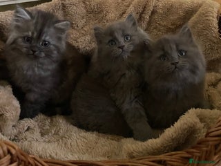 Mixed Breed cats Beautiful blue/grey kittens available - Advert 5