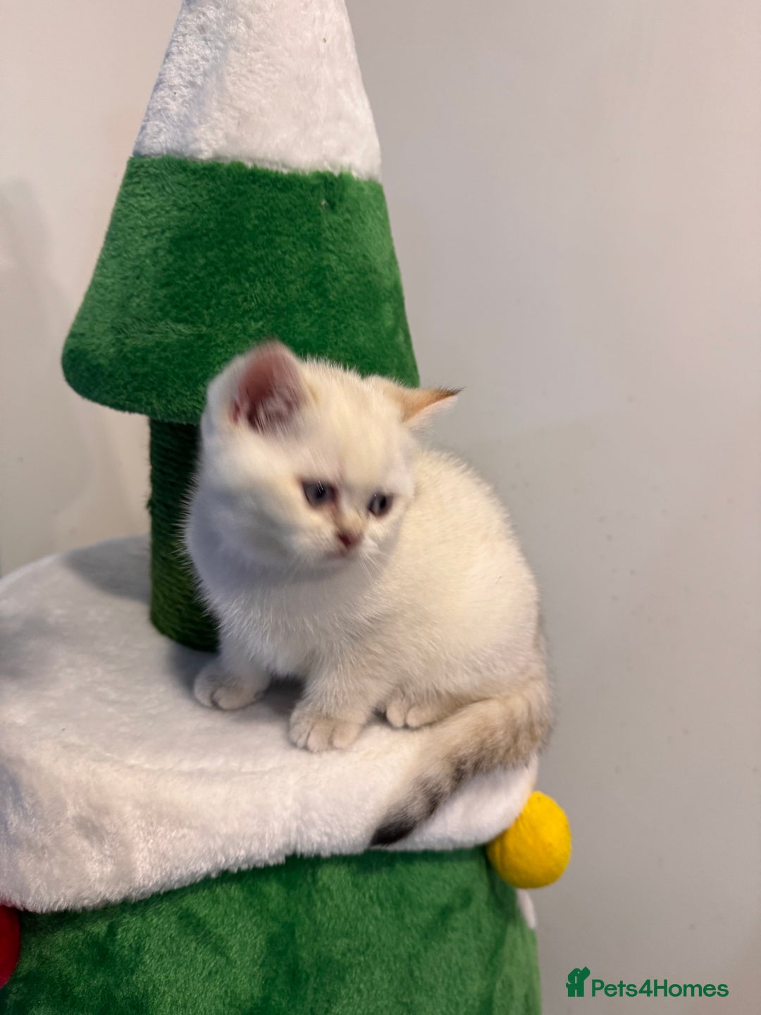 British Shorthair cats for sale: British Shorthair  - Advert 5