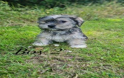 Shorkie dogs for sale: Shorkie pups ready now - Image 11