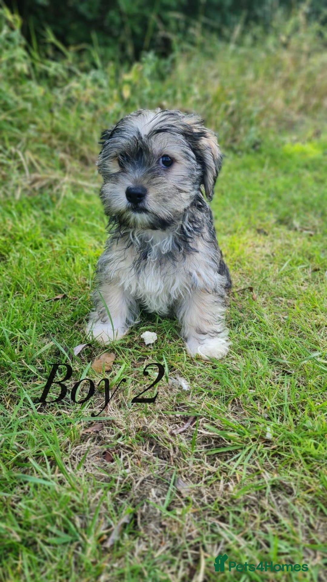 Shorkie dogs for sale: Shorkie pups ready now - Image 11