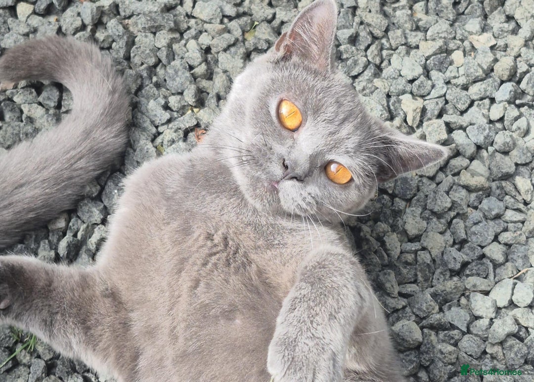 British Shorthair cats for sale: Kittens Ready Now  - Image 6