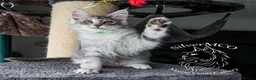 Maine Coon cats for sale: 💚Ready💚 TICA-registered XL Maine Coon Kitten   - Advert 14