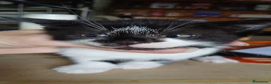 British Shorthair Kitten 4