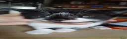 British Shorthair cats for sale: Ready for new homes this week  - Advert 5