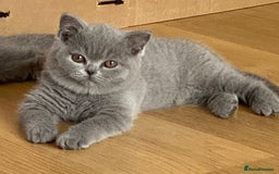 British Shorthair cats for sale: STUNNING, HEALTH TESTED PARENTS, BLUE BSH KITTENS in Burntwood - Image 1