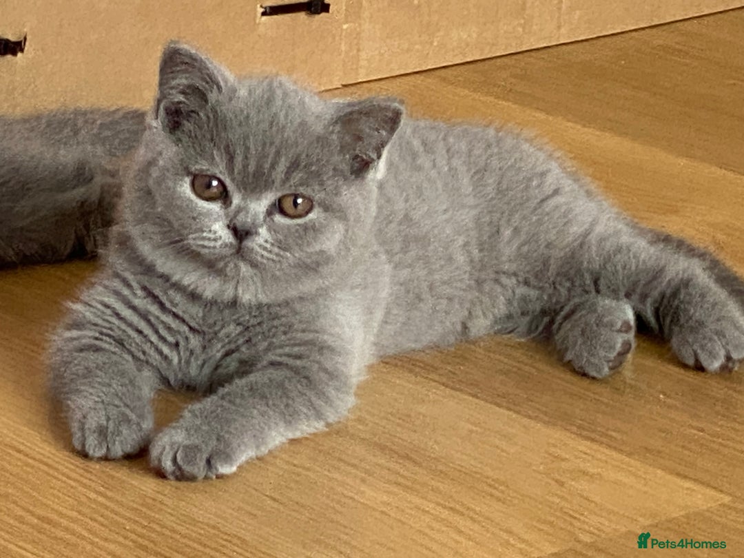 British Shorthair cats for sale: STUNNING, HEALTH TESTED PARENTS, BLUE BSH KITTENS in Burntwood - Image 1