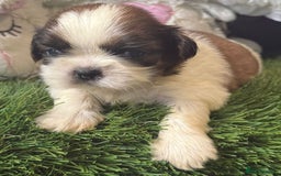 Shih Tzu dogs for sale: Kc gold and white boys only 14 dna health tested  - Image 3