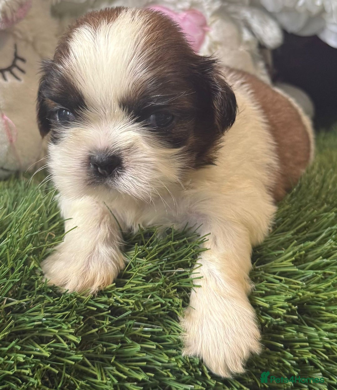 Shih Tzu dogs for sale: Kc gold and white boys only 14 dna health tested  - Image 3