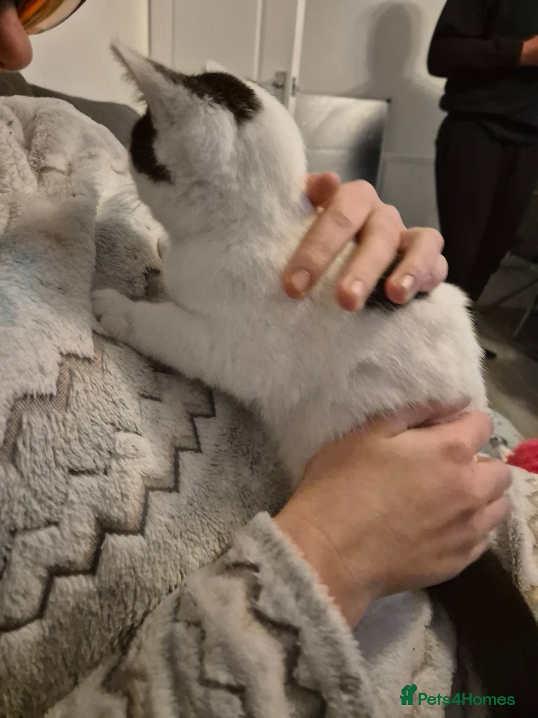 Selkirk Rex cats for sale: Tica reg  pedigree selkirk rex kittens ready now  - Advert 19