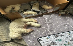 Mixed Breed dogs for sale: READY 🩷🩵F1 Coton de tulear  cross Maltese 😍 - Image 6