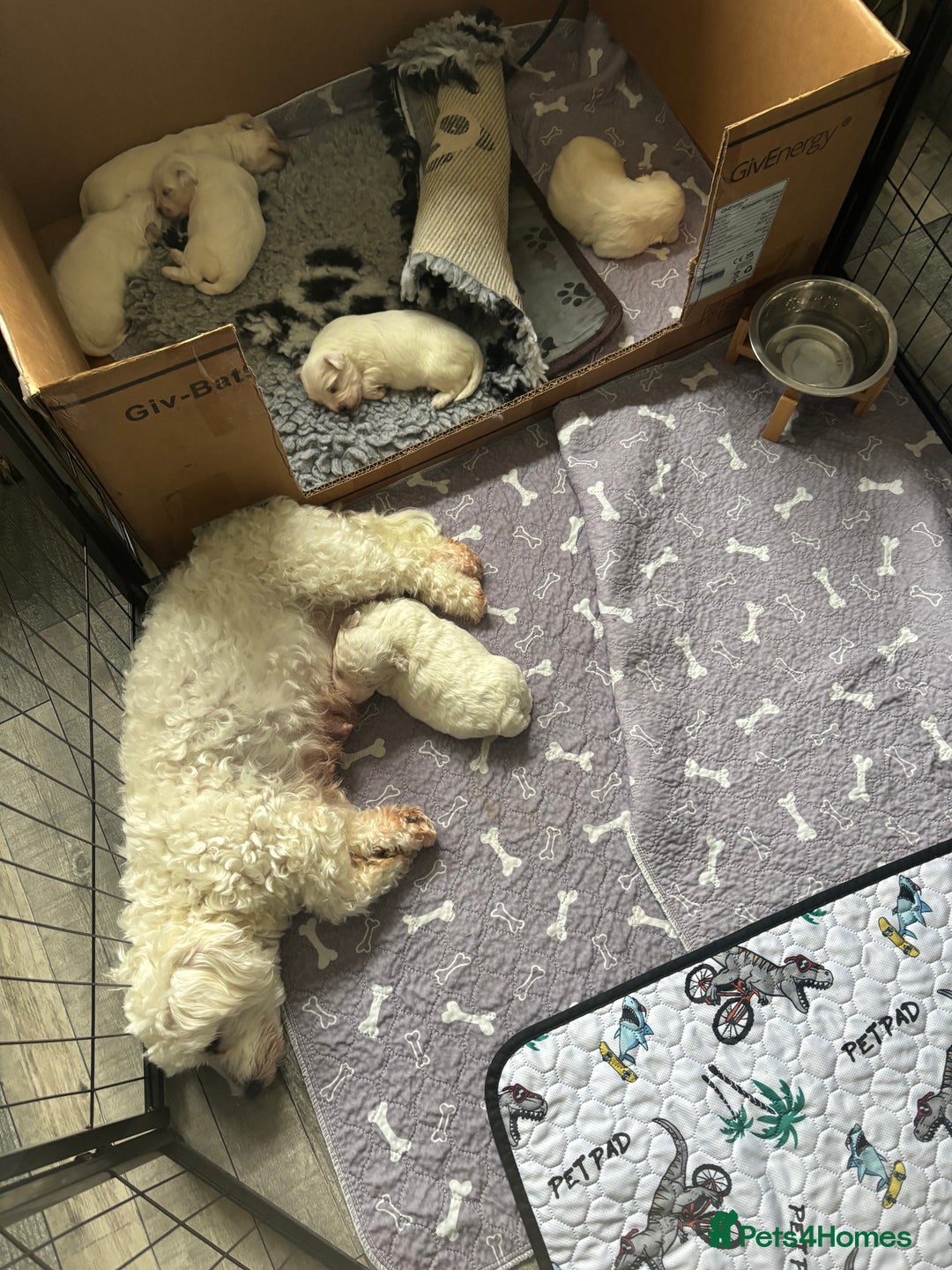 Mixed Breed dogs for sale: READY 🩷🩵F1 Coton de tulear  cross Maltese 😍 - Image 6