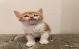 Mixed Breed cats for sale: kittens ready now  - Image 12