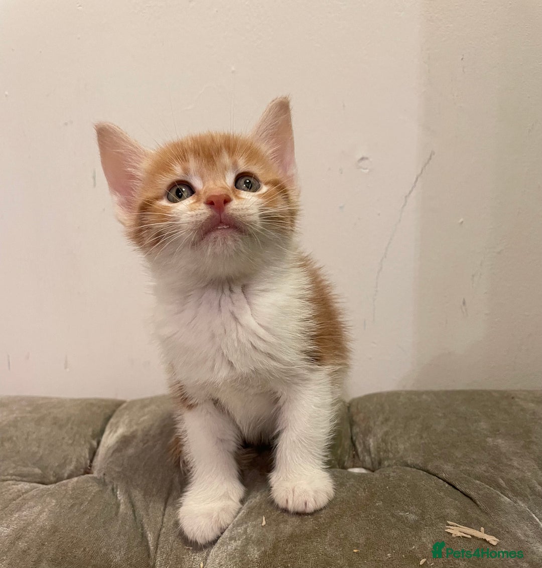 Mixed Breed cats for sale: kittens ready now  - Image 12