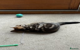 Bengal cats for sale: Bengal X Maine Coon - Image 4