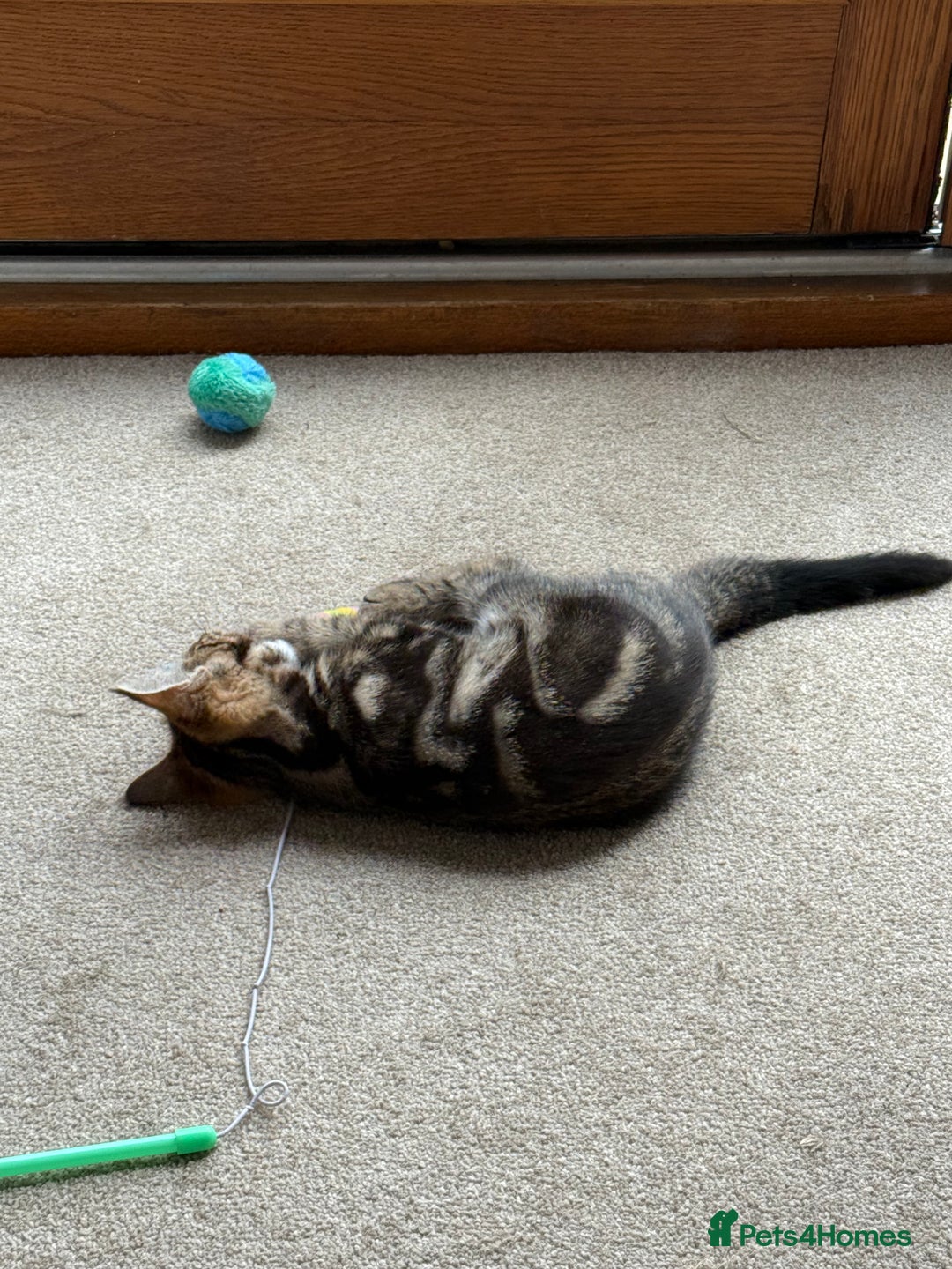 Bengal cats for sale: Bengal X Maine Coon - Image 4