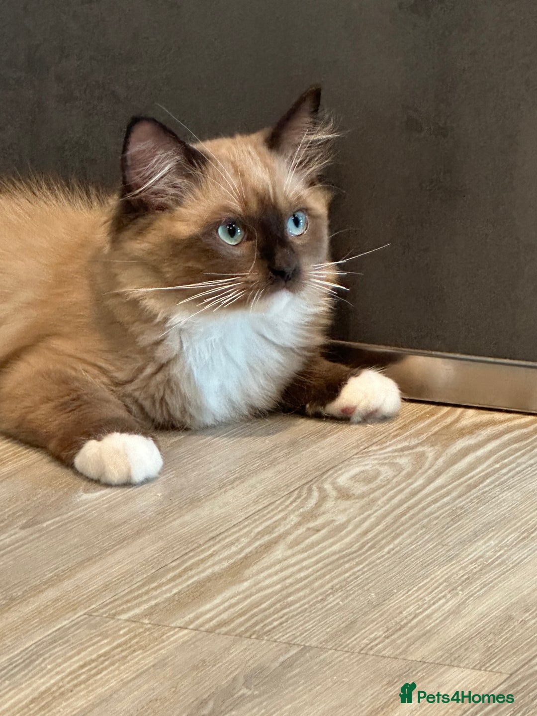Ragdoll cats for sale: Rare European Chunky ragdolls - Image 18