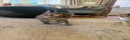 Scottish Fold cats for sale: 🩷Scottish fold x kittens 🩷 - Advert 6