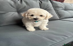 Bichon Frise dogs for sale: Bichon Frise Puppies  - Image 30