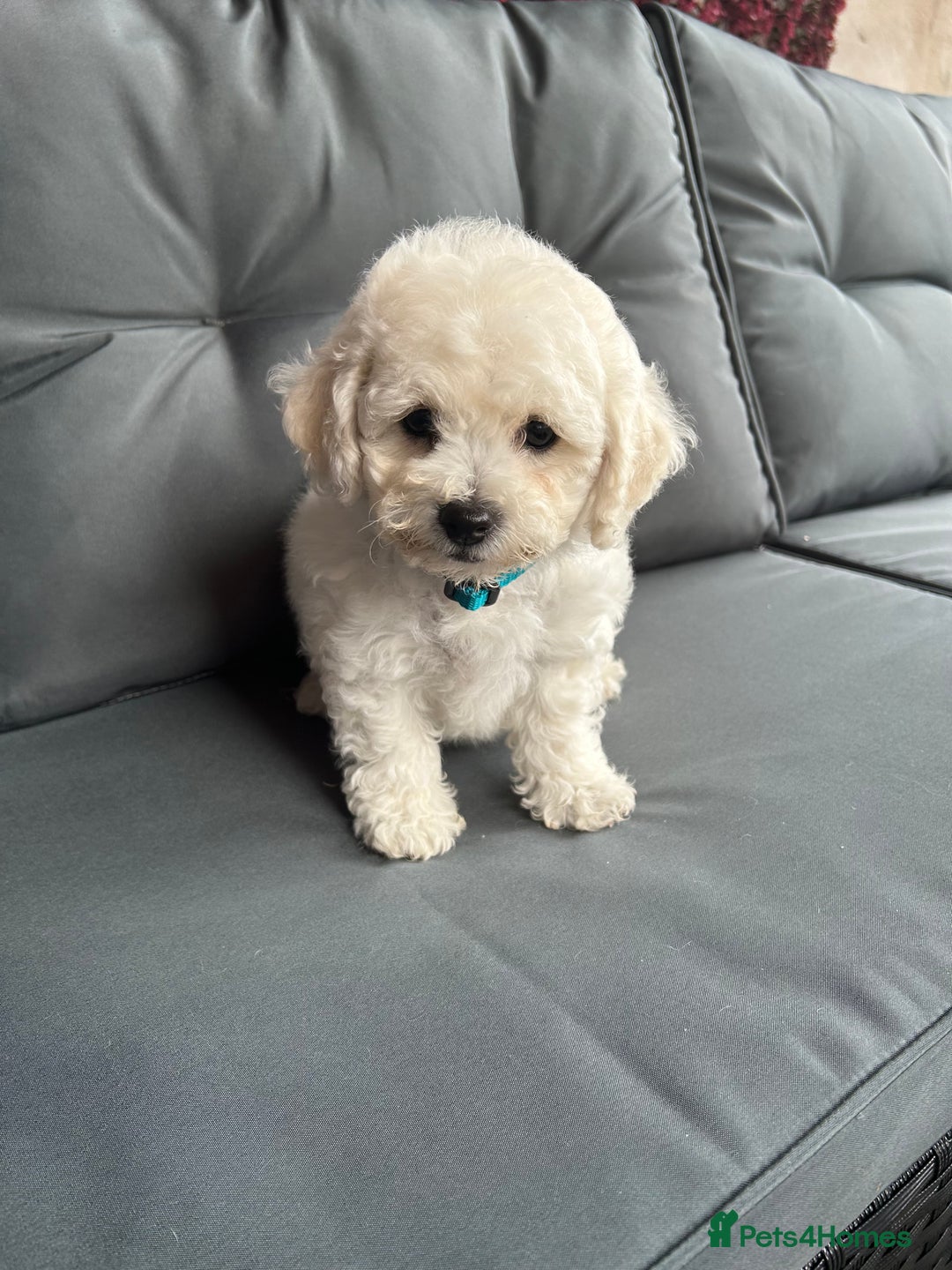 Bichon Frise dogs for sale: Bichon Frise Puppies  - Image 30