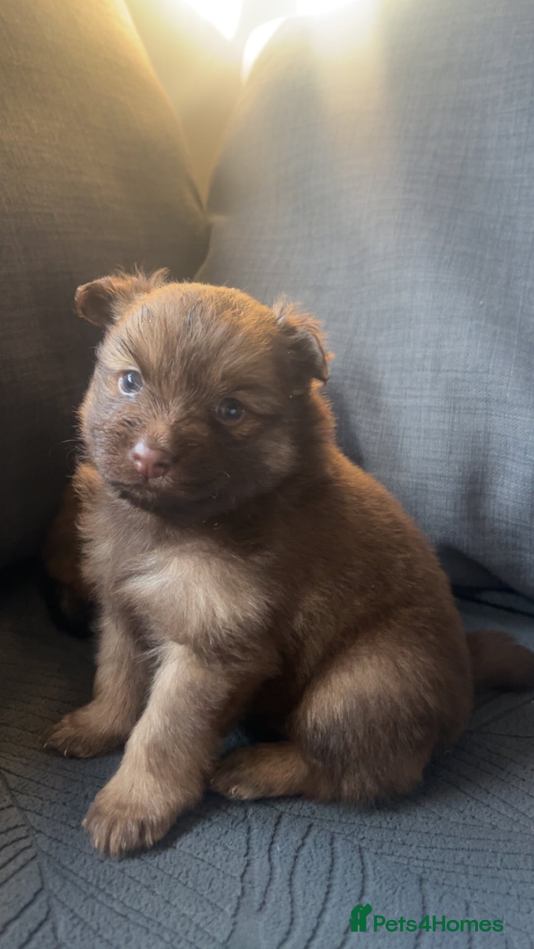 Pomchi dogs for sale: Pomeranian x pomchi puppys - Advert 3