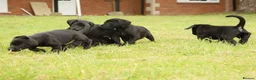 Labrador Retriever dogs for sale: Working KC Black Labrador Pups - Advert 2