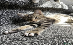 Domestic Shorthair cats for sale: Sweetest Kitten - Image 5