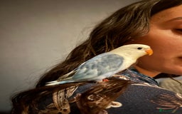 Lovebirds birds for sale: 💚 Lovebird ‘Ace’ – Looking for a Loving Home 💚 - Image 4