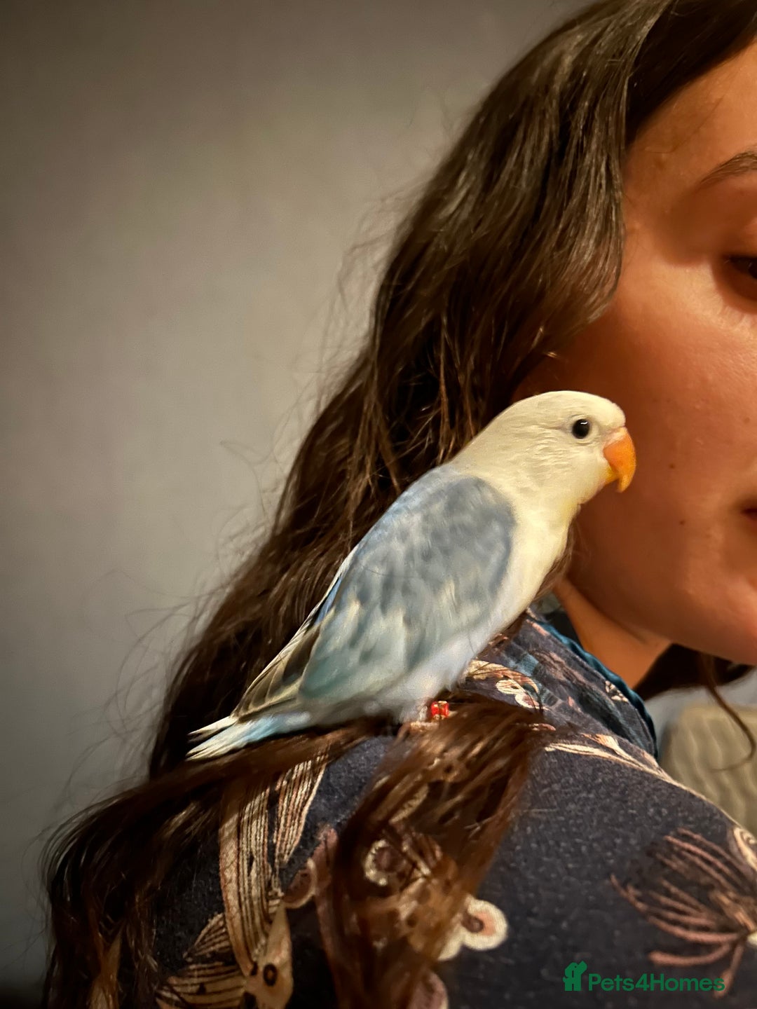 Lovebirds birds for sale: 💚 Lovebird ‘Ace’ – Looking for a Loving Home 💚 - Image 4