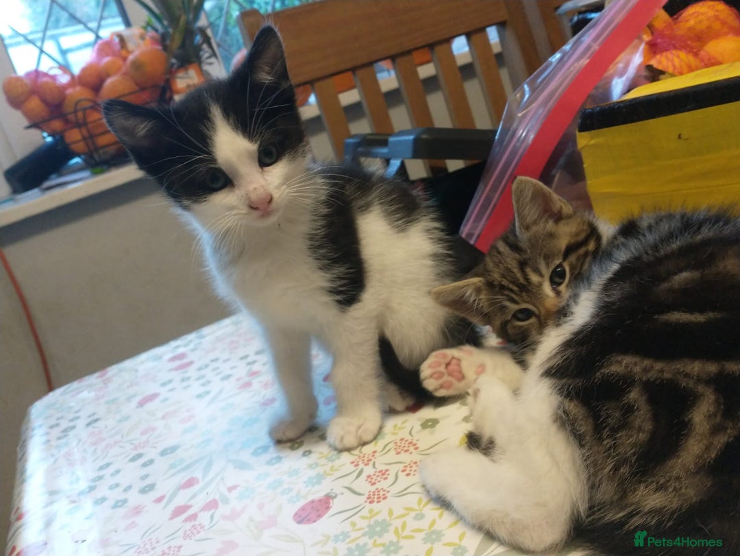 Mixed Breed cats for sale: 2 Beautiful boy Kitten - Advert 5