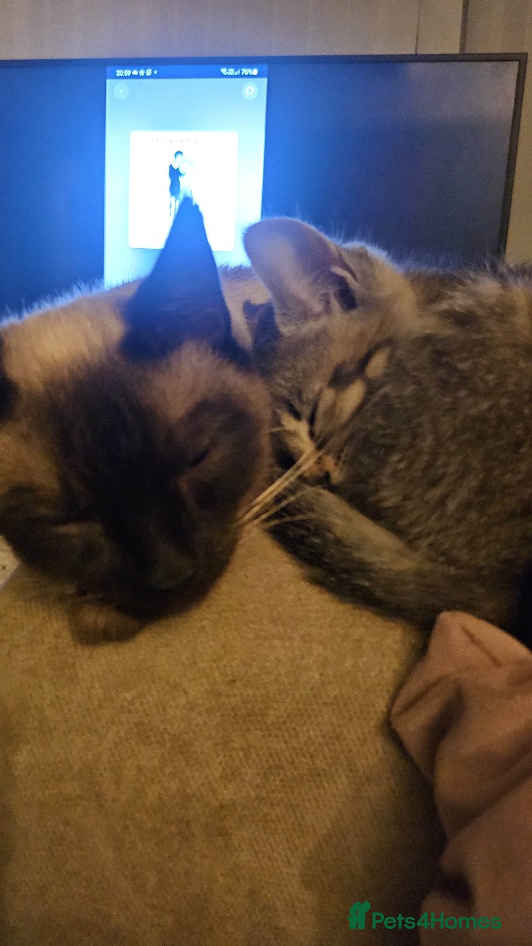 Mixed Breed cats for sale: Precious babies looking for homes - Advert 1