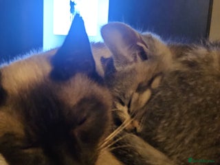 Mixed Breed cats Precious babies looking for homes - Advert 1