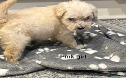 Cockapoo dogs for sale: F1B cockapoo - Image 12