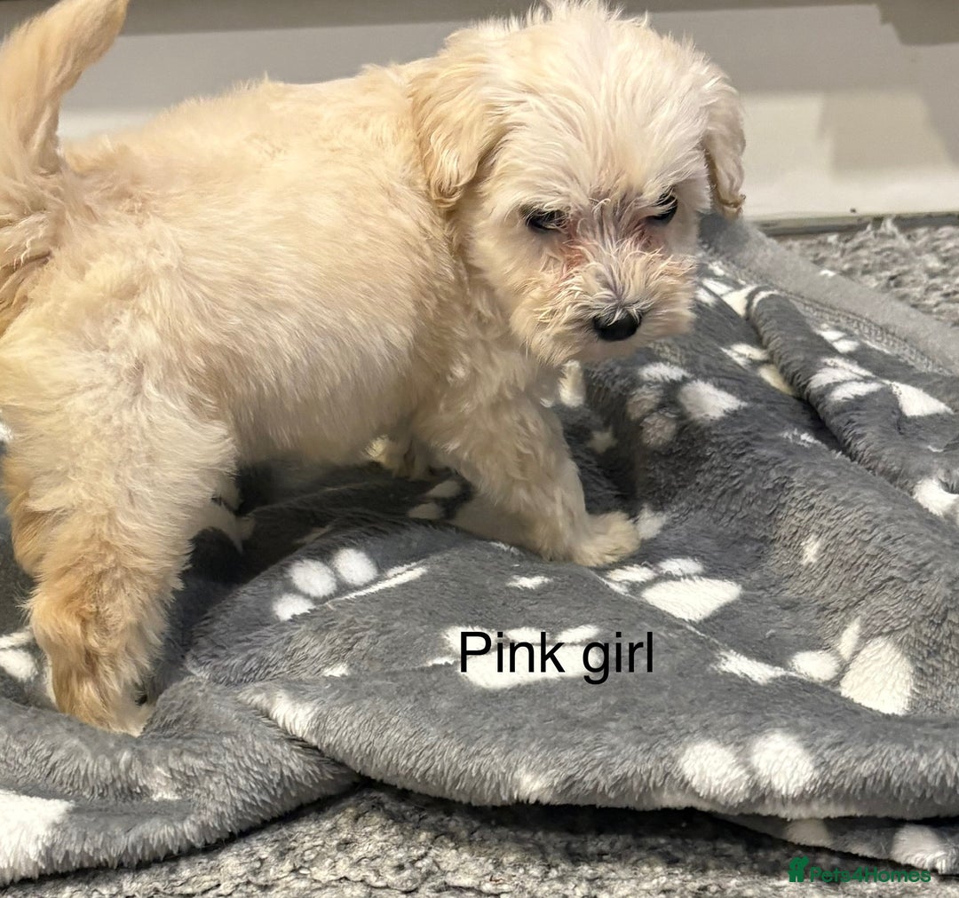 Cockapoo dogs for sale: F1B cockapoo - Image 12