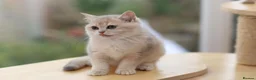 British Shorthair cats for sale: TICA Blue Golden BSH/BLH kittens looking for homes - Advert 7