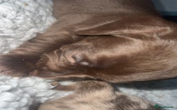 Mixed Breed dogs for sale: DAXIPOO PUPPIES  - Image 8