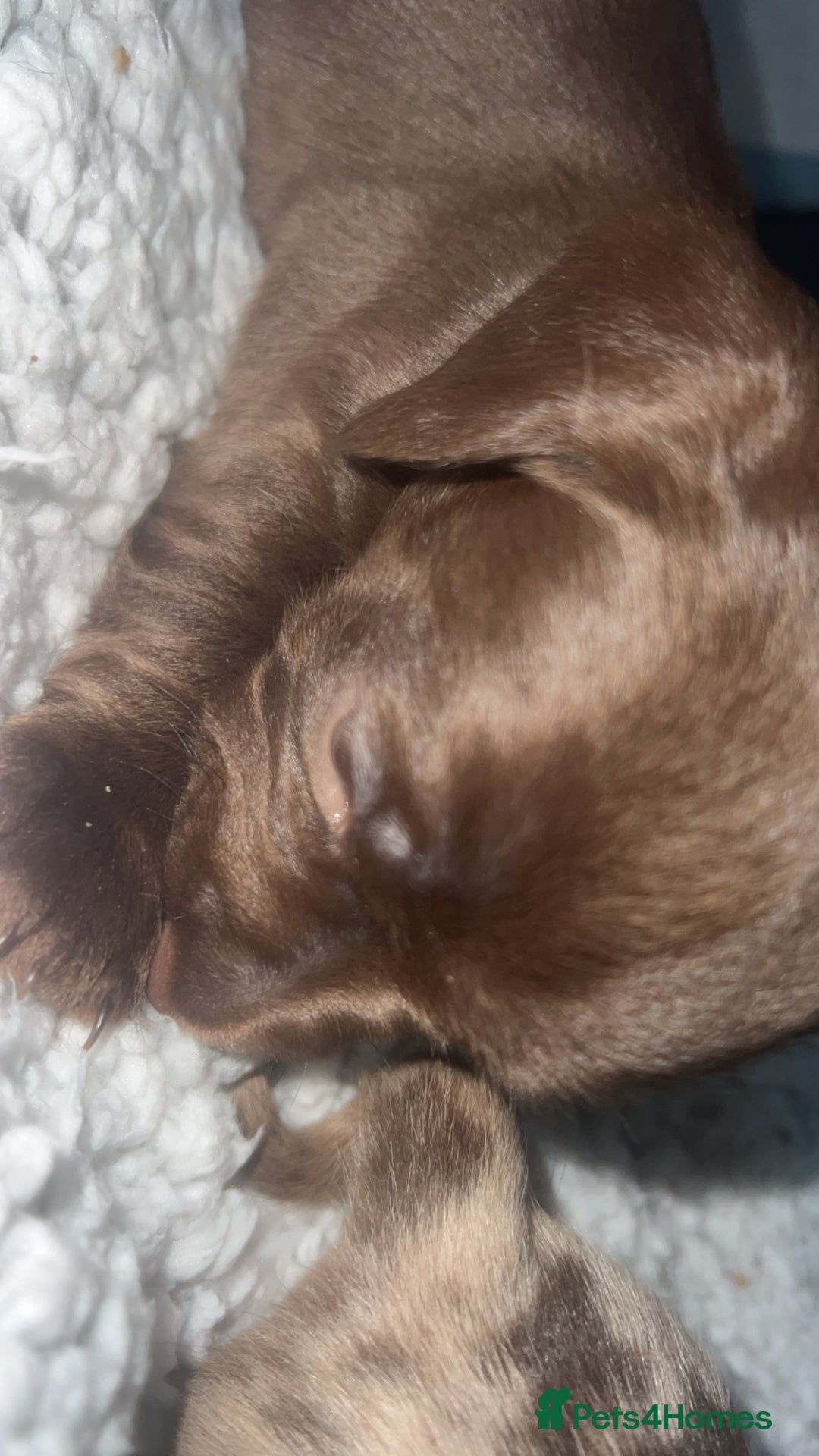 Mixed Breed dogs for sale: DAXIPOO PUPPIES  - Image 8