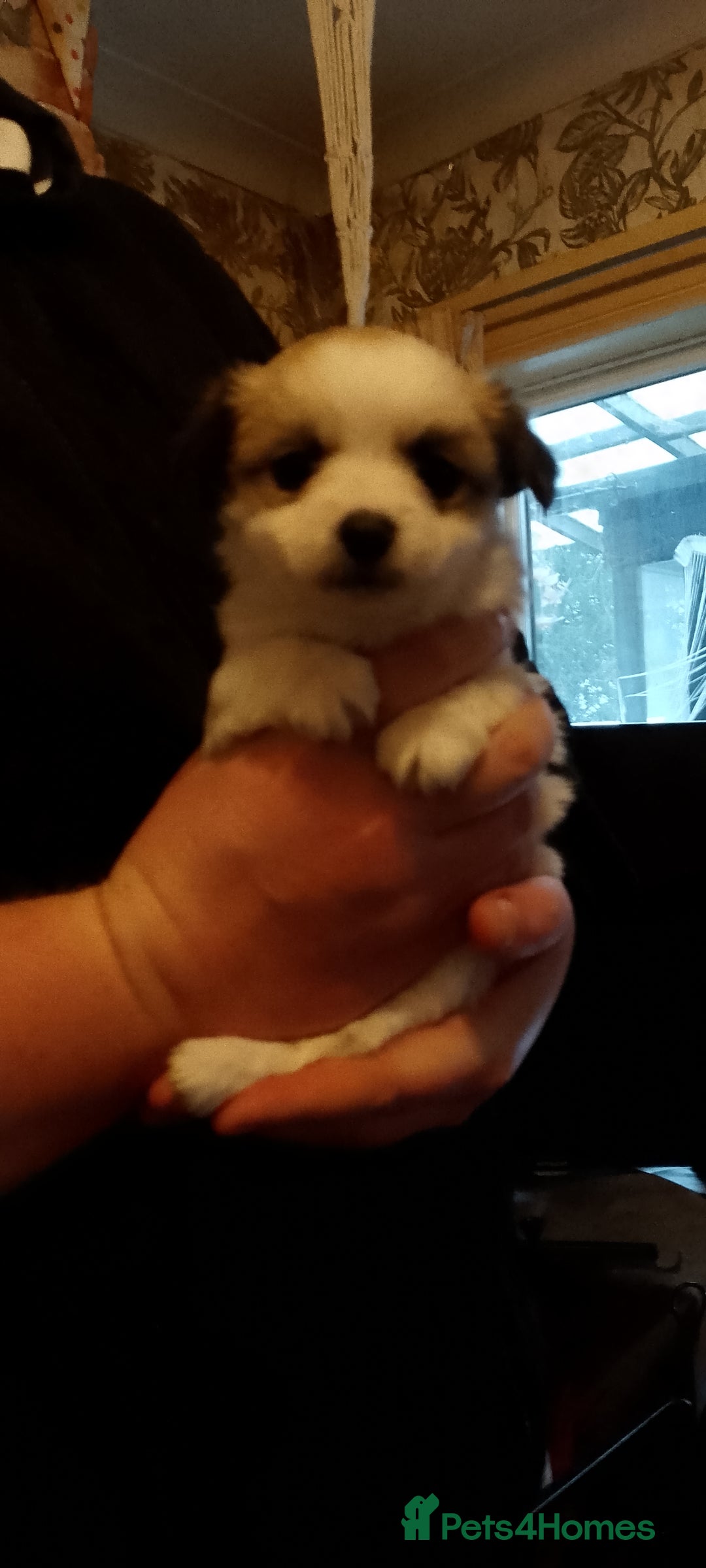 Chihuahua dogs for sale:  Chihuahua puppies can be seen with mum and dad  - Advert 19