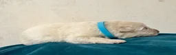 German Shepherd dogs for sale: EXCEPTIONAL WHITE GERMAN SHEPHERD PUPPIES FOR SALE - Advert 4